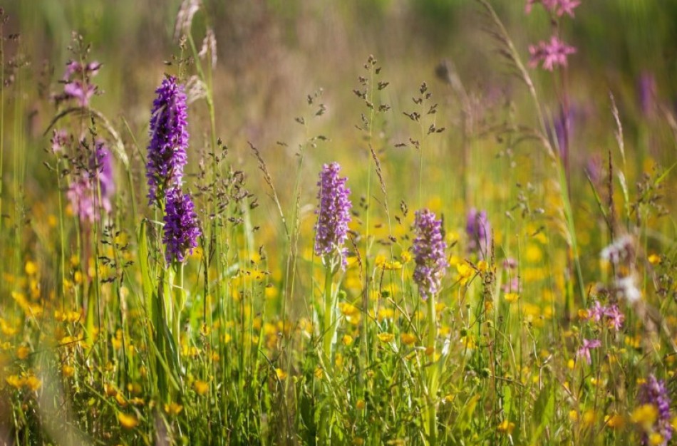 9 dalykai, kuriuos svarbu žinoti daugiametes pievas suarusiems ūkininkams