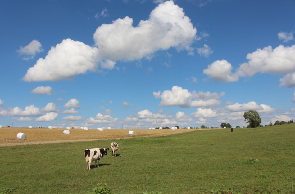 Atsakymai į dažniausiai užduodamus klausimus dėl daugiamečių pievų atkūrimo