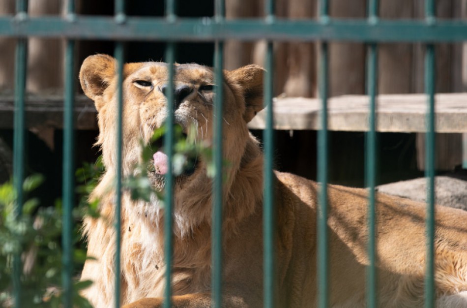 Gyvūnų gerovės metais – išskirtinis dėmesys gyvūnų laisvėms