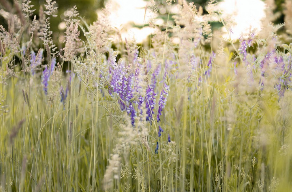 Žemės ūkio ministerija su NMA ieško sprendimų dėl pievų atkūrimo