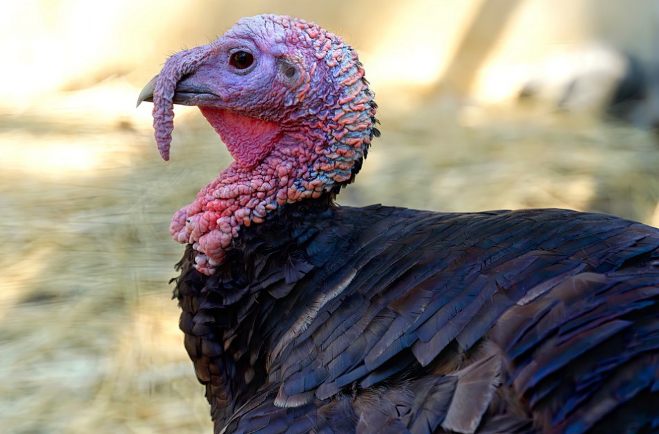 VMVT: Paukščių gripas priartėjo prie Lietuvos