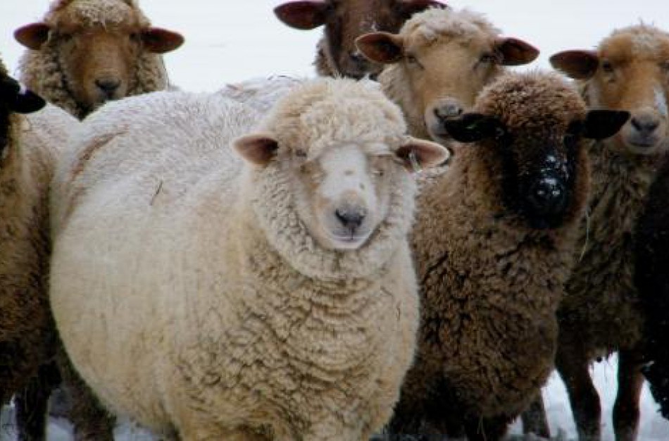 Kokios naujovės laukia planuojančių gauti paramą įsigyti grynaveislius ūkinius gyvūnus?