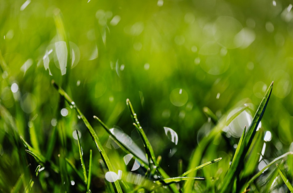 Daugiametės pievos – kam jų atkurti nereikės?