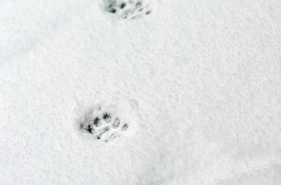 Priminimas medžioklės plotų naudotojams: būtina atlikti medžiojamųjų gyvūnų apskaitą pagal pėdsakus sniege