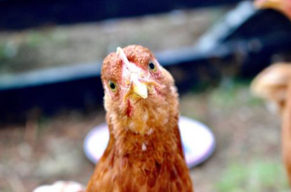 EFSA mokslinis tyrimas padės efektyviau kontroliuoti paukščių gripą