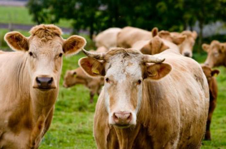 Ketinantys įsigyti veislinių gyvūnų kviečiami pasinaudoti valstybės parama – skelbiamas paraiškų priėmimas