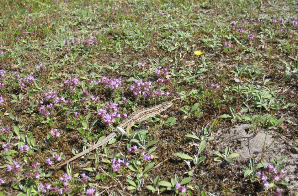 Išrinkta 2022 m. buveinė – karbonatinių smėlynų pievos, retų rūšių namai