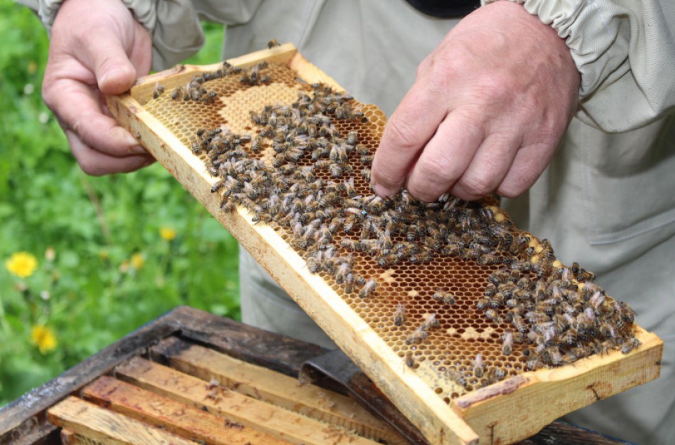 Bitininkams – daugiau kaip milijonas eurų paramos