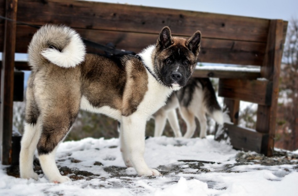 Seime – diskusija apie teisės laikyti gyvūną atėmimą