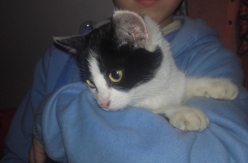 Gyvūnų globėjai šokiruoti: miške prispaustoje dėžėje mirčiai palikti du kačiukai