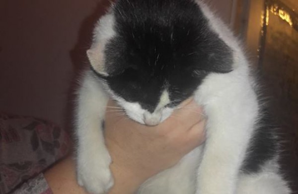 Gyvūnų globėjai šokiruoti: miške prispaustoje dėžėje mirčiai palikti du kačiukai