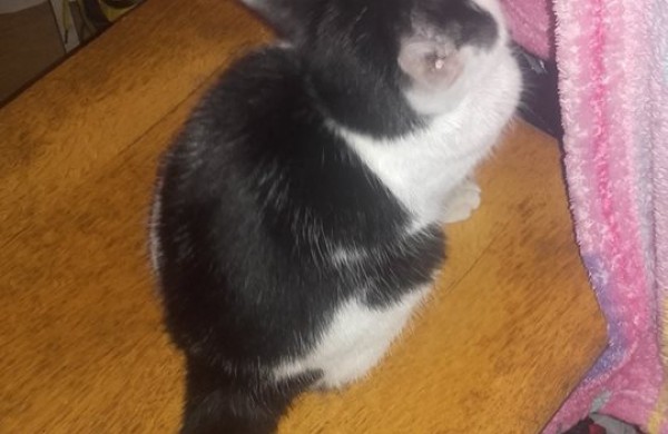 Gyvūnų globėjai šokiruoti: miške prispaustoje dėžėje mirčiai palikti du kačiukai