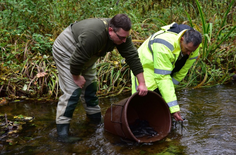 Pernai į šalies vandens telkinius išleista daugiau nei 11 mln. įvairių rūšių žuvų