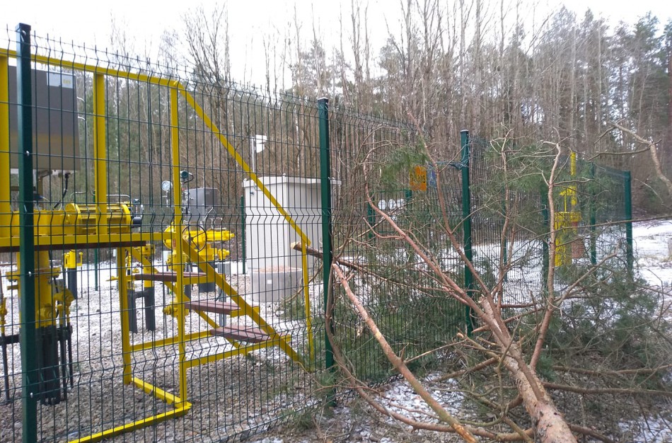 Valstybinių miškų urėdijos miškininkai įvertino stipraus vėjo žalą miškams