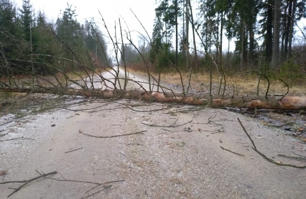 Valstybinių miškų urėdijos miškininkai įvertino stipraus vėjo žalą miškams