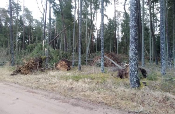 Valstybinių miškų urėdijos miškininkai įvertino stipraus vėjo žalą miškams