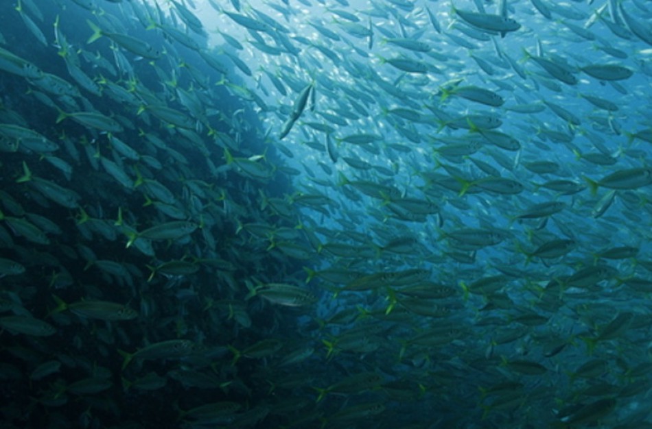 Lietuvos žvejai galės pagauti daugiau stauridžių