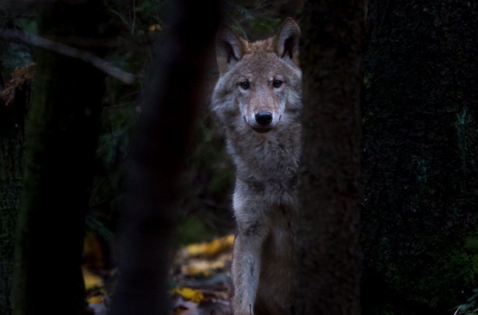 Vilkų medžioklės sezonas baigėsi