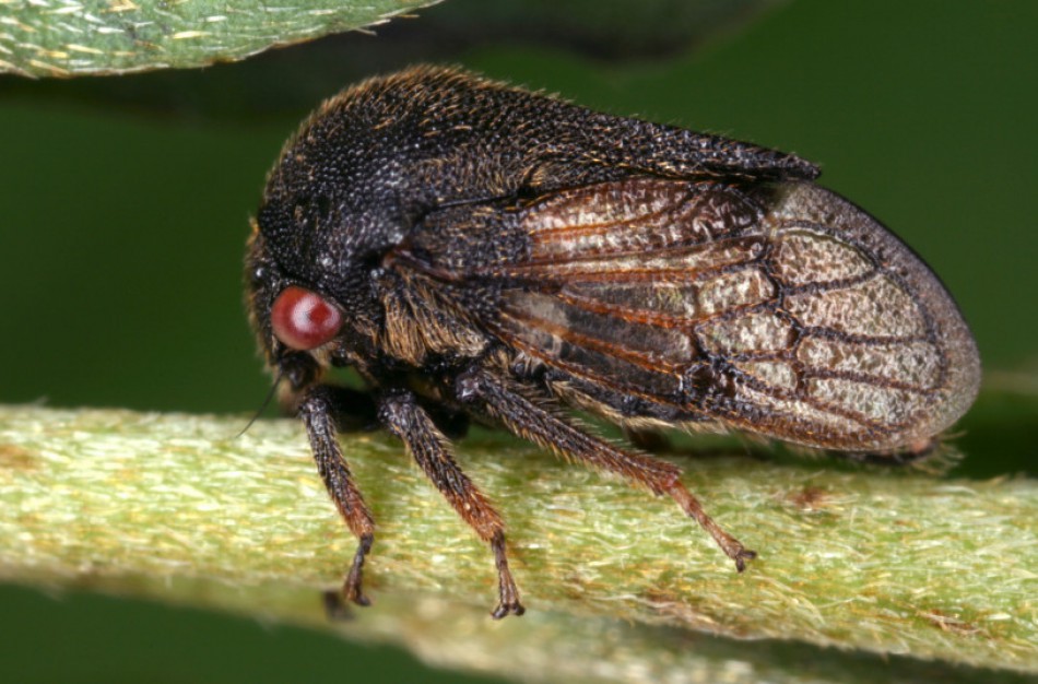 Gamtininkai išrinko šių metų rūšių dešimtuką