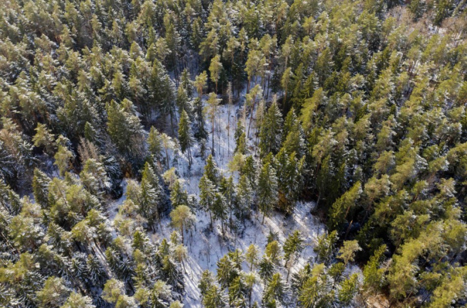 Sodinkime miškus! Aplinkos ministerija formalumus sumažino iki minimumo