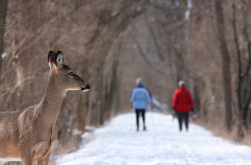 Laisvalaikis miške žiemą: ką reikia žinoti, kad poilsiautume atsakingai