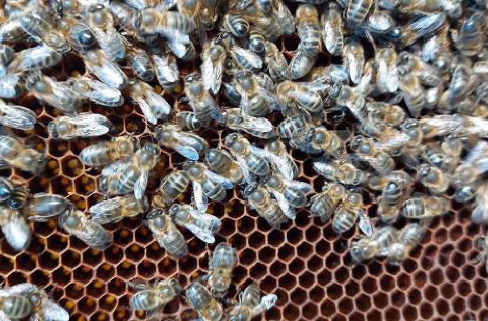 Kaip ir kodėl naudinga registruoti bitynus?