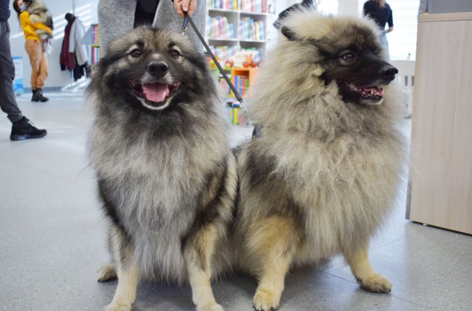 Per metus Lietuvoje augintinių skaičius padvigubėjo: atskleidžiami populiariausi 2021 m. šunų ir kačių vardai