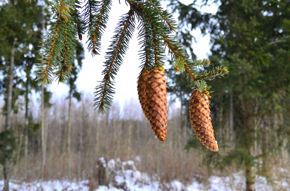 Kaip miškininkai kankorėžius paverčia medžiais