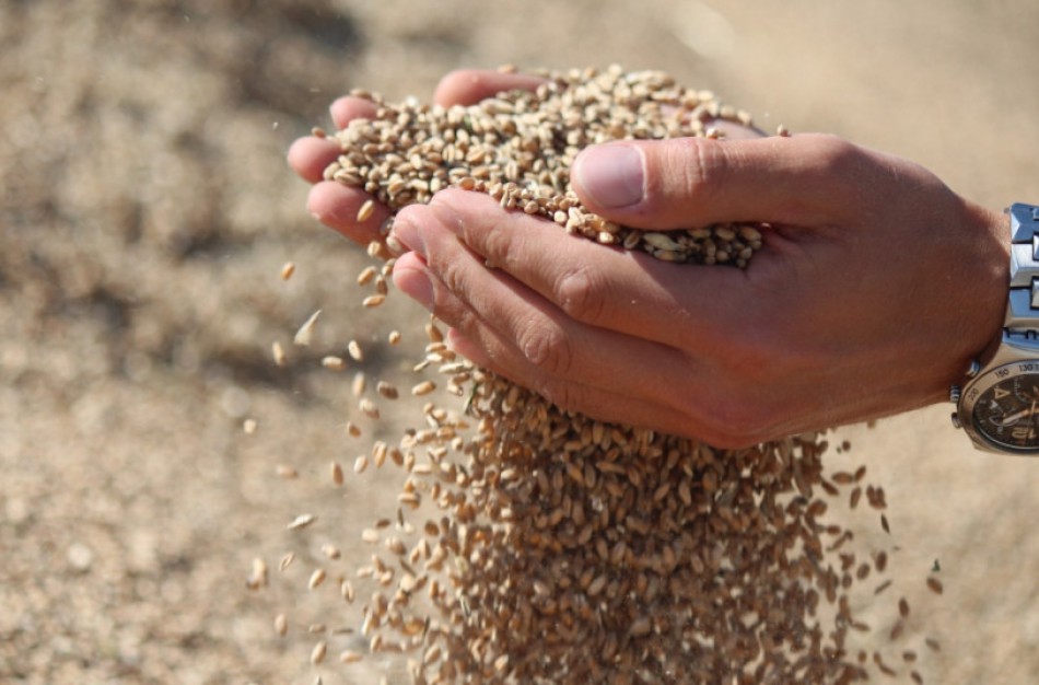 Ūkininkai sėja mažiau javų, bet daugiau – rapsų