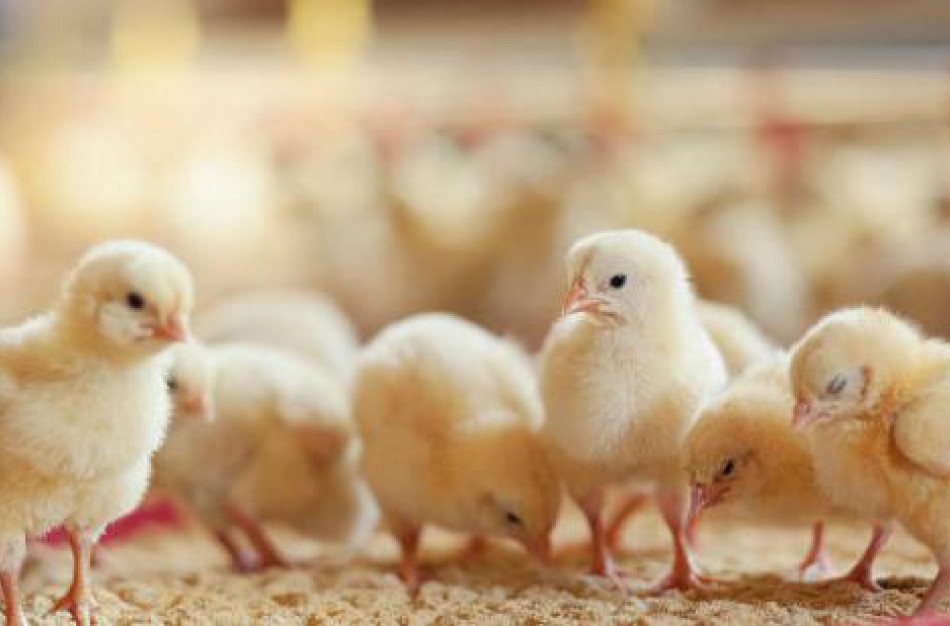 Ankstyva paukščių migracija rimtas įspėjimas jau dabar saugotis paukščių gripo