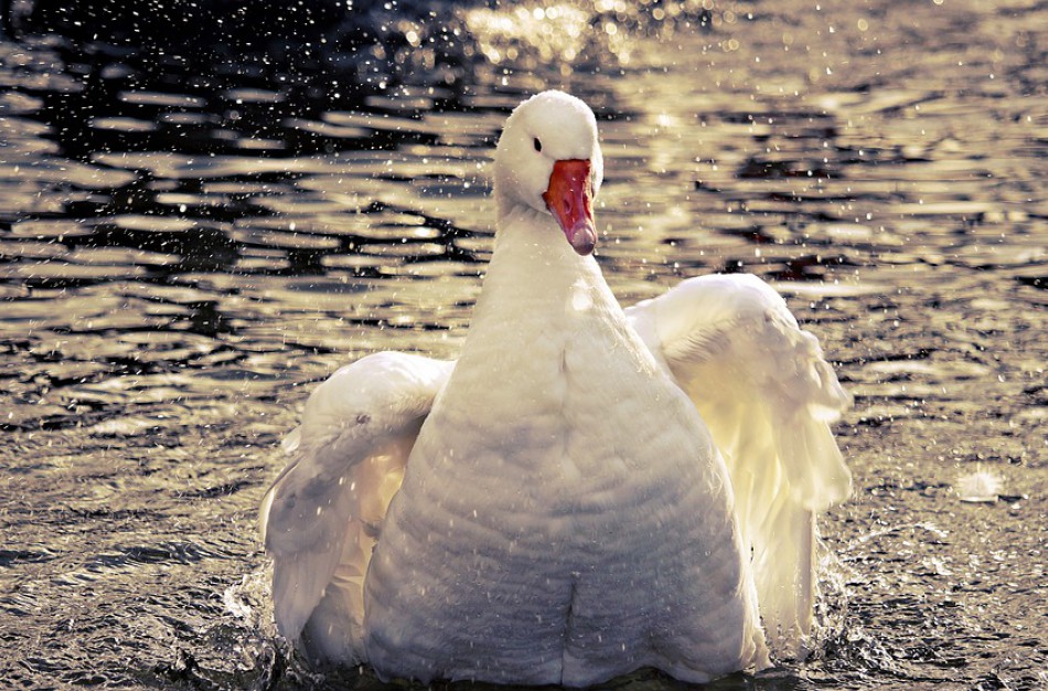 Pirmas atvejis Lietuvoje - Kaune rastai nugaišusiai gulbei patvirtintas paukščių gripas