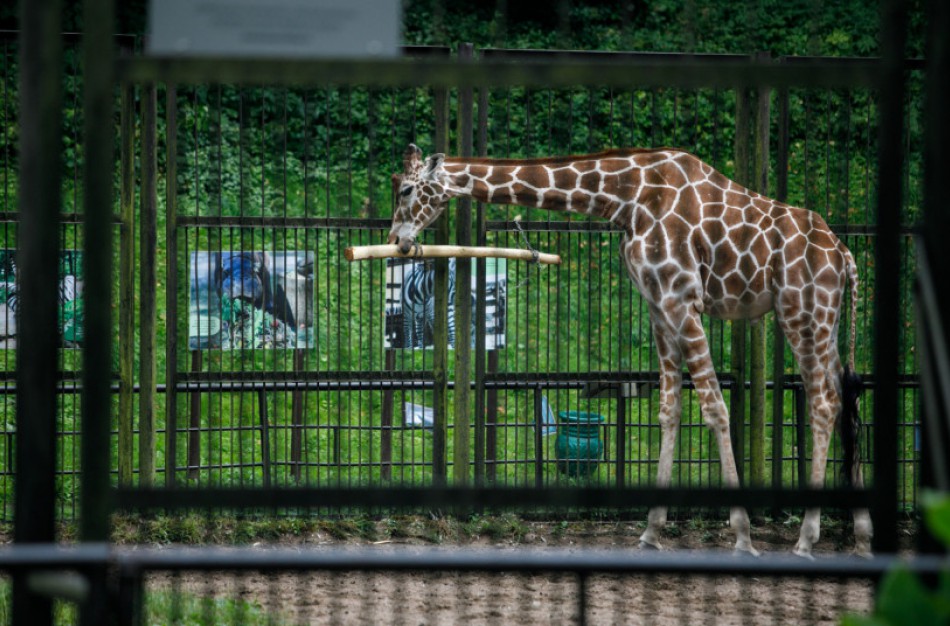 Rengiama zoologijos sodų vertinimo metodika: gyvūnų gerovei užtikrinti – vieningas standartas
