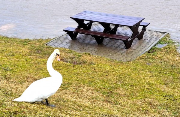 Dalis jonaviečių teigia taip paplūdusios Neries dar nematę: ar yra ko nerimauti?