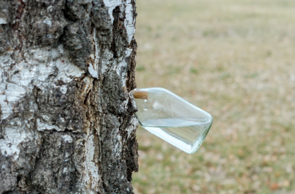 Prasidėjo sulos sezonas: ką reikia žinoti norintiems ją leisti?