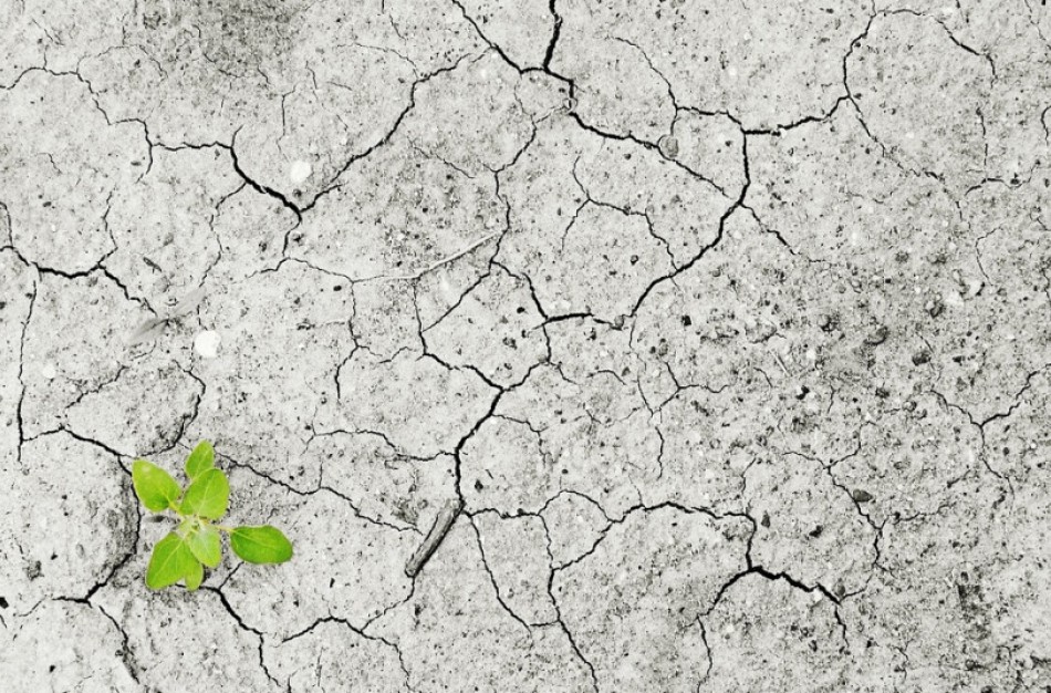 Pasėlių draudimo nuo stichinės sausros išlaidos bus iš dalies kompensuojamos