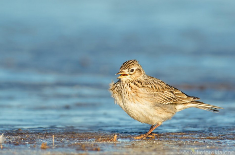 Vieversio dieną pirmieji pavasario pranašai jau sugrįžę