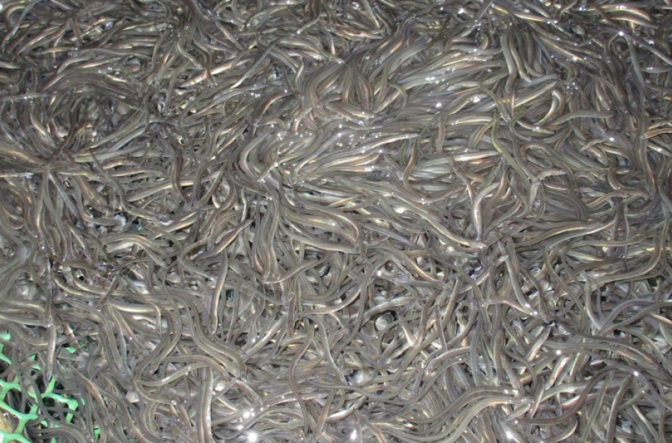 Tęsiamas europinių ungurių išteklių atkūrimas