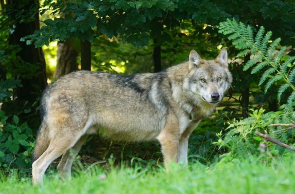 Ūkininkai vėl galės kreiptis paramos ir įsigyti nuo vilkų saugančių elektrinių aptvarų