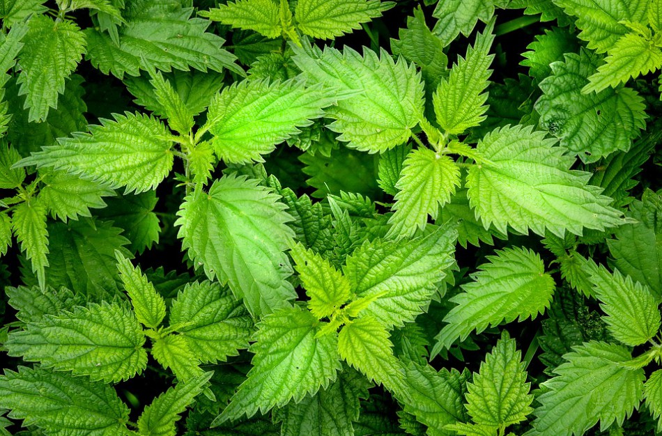 Vitaminų šaltinis – dilgėlės: virkite sriubą, gaminkite pesto, netgi karštus sumuštinius