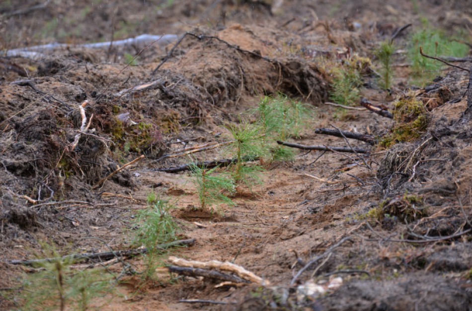 Aplinkos ministerija ir miškininkai kviečia į miškasodį: bus įveistas rekordinis naujų miškų plotas