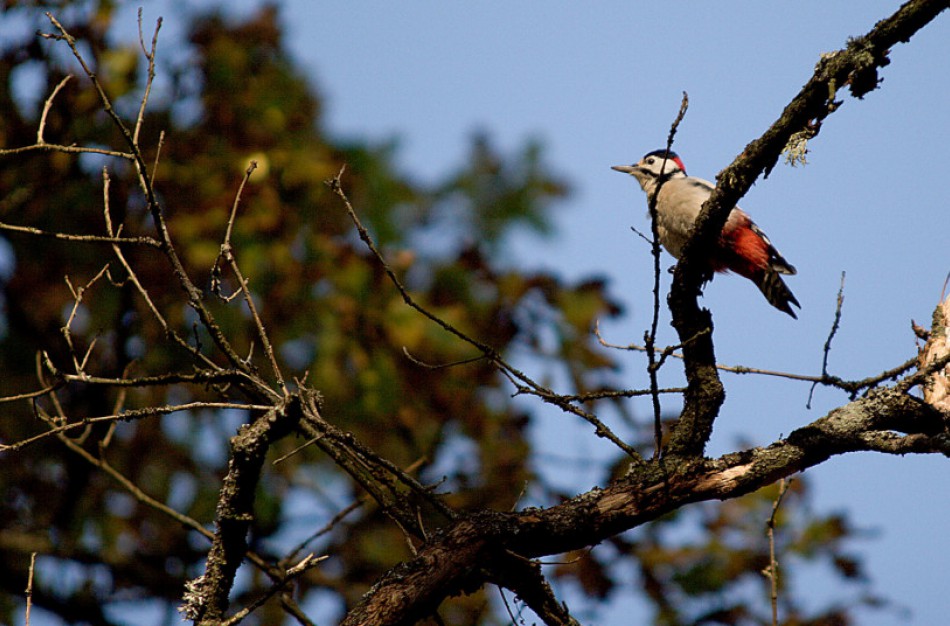 Perintiems paukščiams reikia ramybės: įsigalioja draudimas pjauti saugotinus želdinius