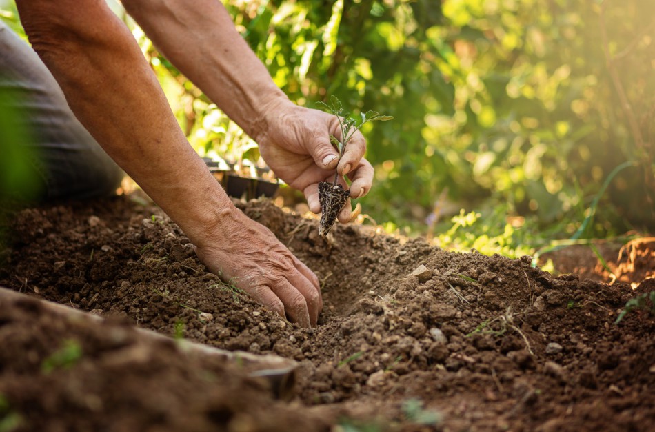Pirmieji pavasario darbai: ko turėtų nepamiršti kiekvienas sodininkas?
