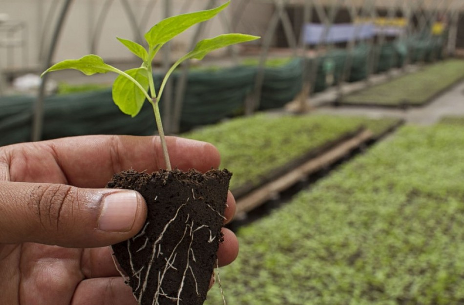 Prieš žemės ūkio darbų sezoną svarbu pasirūpinti skiepais nuo stabligės