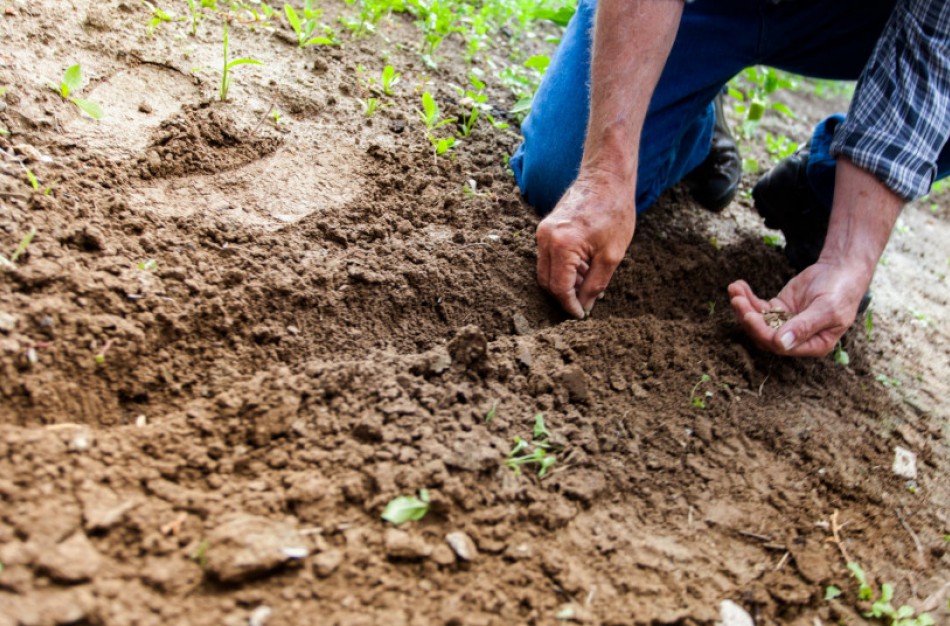 Stabdomas dokumentų išdavimas į Rusiją ir Baltarusiją vežamai sėklai ir dauginamajai medžiagai