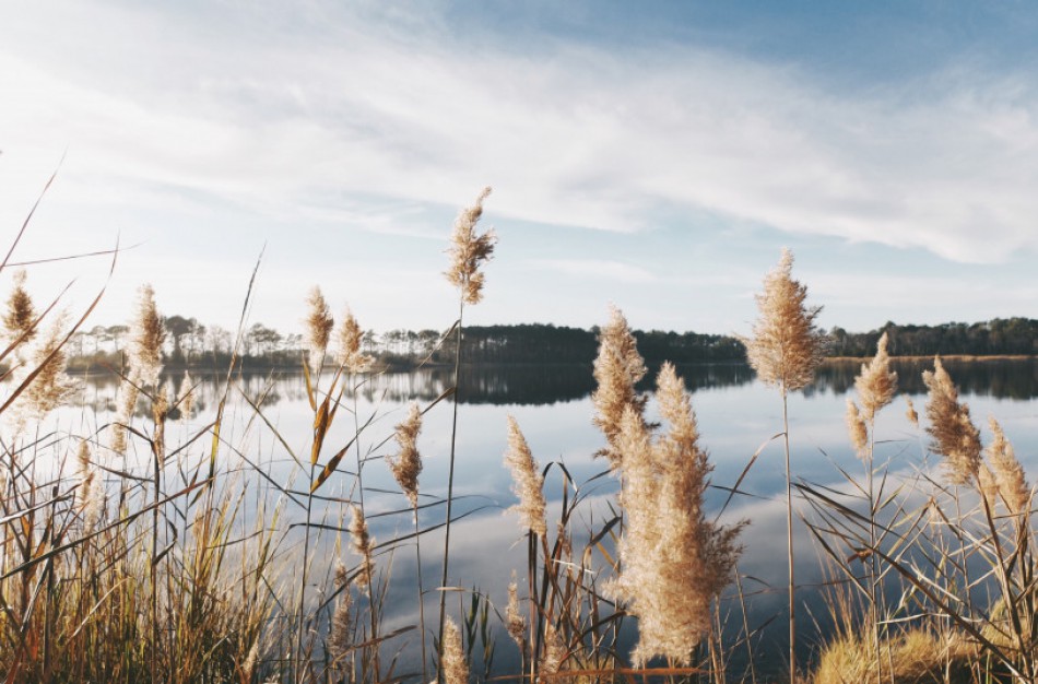 Aplinkosaugininkai primena: iki balandžio 18 d. nendres pjauti galite tik ūkiniais tikslais