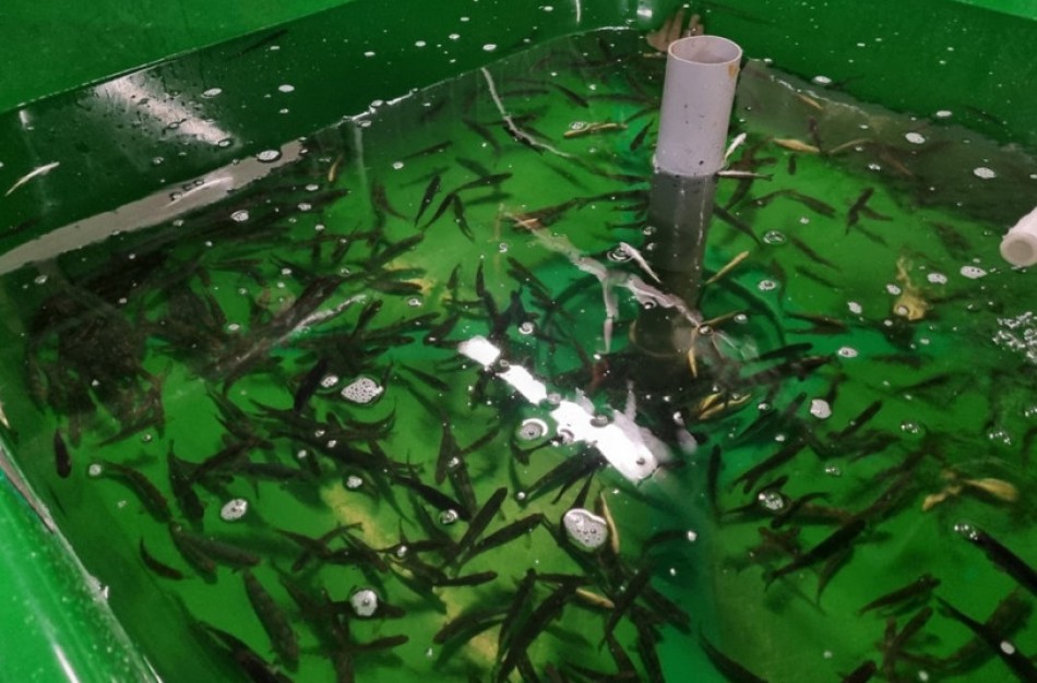 Baigti lašišų žymėjimo darbai