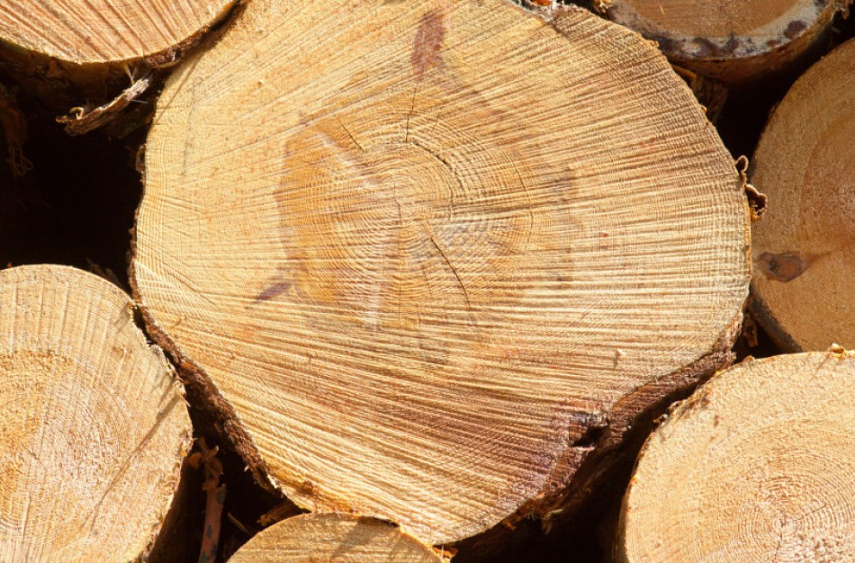 Miškų kirtimų norma Lietuvoje lieka tokia pati, kaupiamas medienos rezervas