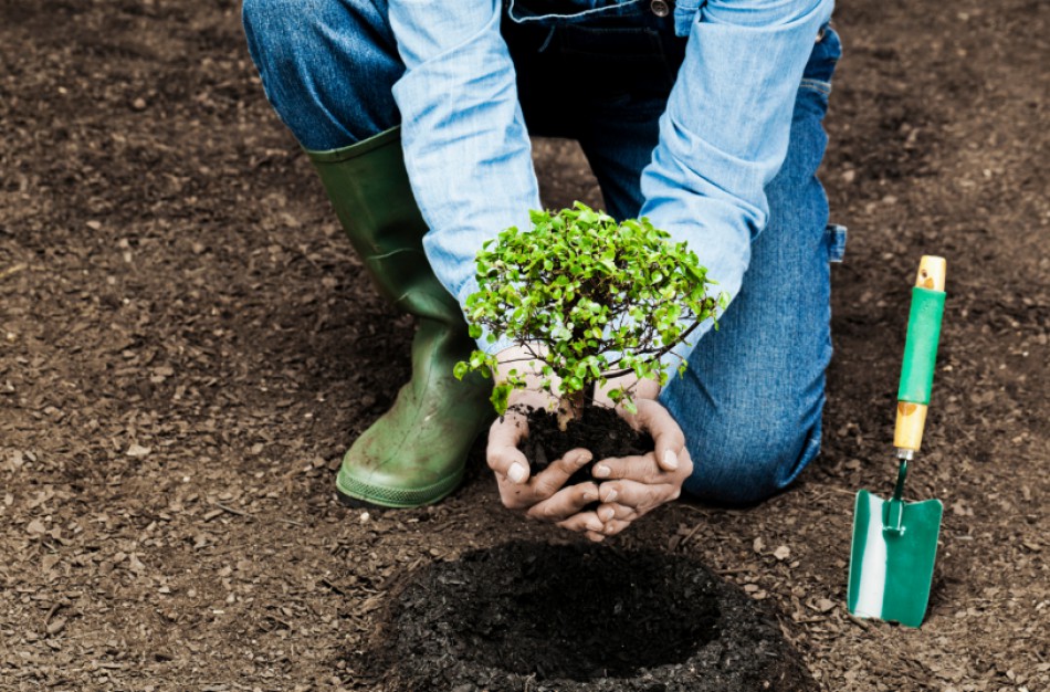 Primenama, kaip sodinti augalus, kad nesusipyktumėte su kaimynais
