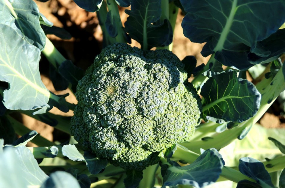 Kova su brokoliais įgauna pagreitį: siūloma papildyti vadinamąjį ES invazinių rūšių sąrašą šiuo augalu