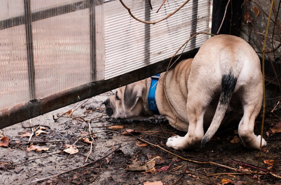 Ukrainos gyvūnai - tragiškoje padėtyje, pagalba organizuojama ir iš Lietuvos